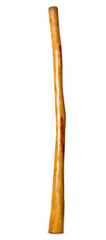 Gloss Finish Flared Didgeridoo (TW1425)